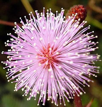 40+ Seeds Mimosa Shy Sensitive Plant Fast Growing - Flower Pink