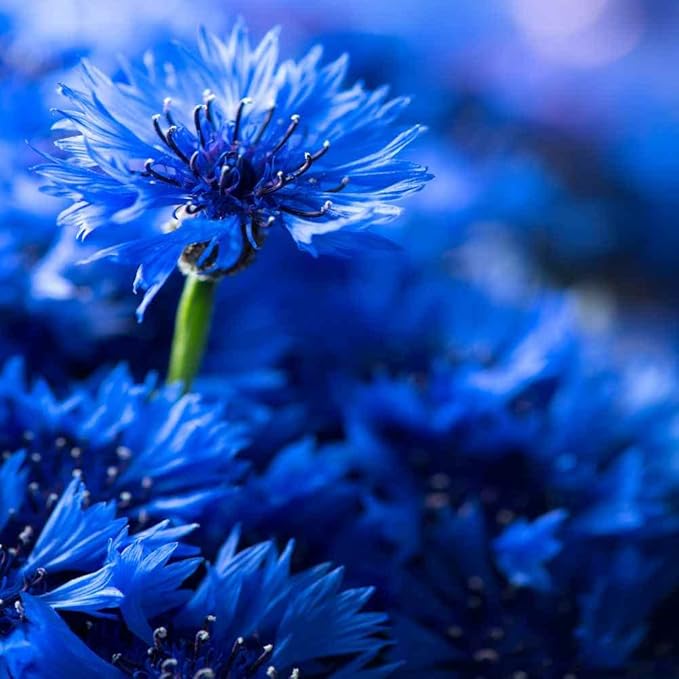 Outsidepride Blue Cornflower Seeds for Planting - 5 lb. Annual Bachelor's Button Flower Seeds for Cut Flower Gardens, Drought-Tolerant, Attracts Pollinators, Ideal for Borders & Bouquets