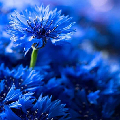 Outsidepride Blue Cornflower Seeds for Planting - 5 lb. Annual Bachelor's Button Flower Seeds for Cut Flower Gardens, Drought-Tolerant, Attracts Pollinators, Ideal for Borders & Bouquets