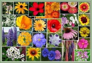 Non GMO Bulk Southeast Wildflower Seed Mix 25 Species of Wildflower Seeds (50 Lb)
