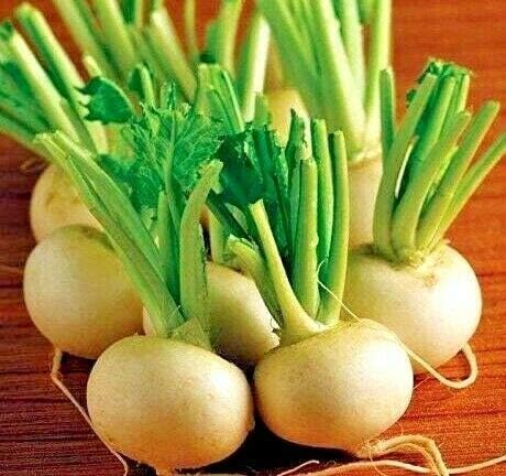 Fresh Seeds - Hakurei Hybrid Japanese White Turnip 100 Seeds - Smooth, Sweet and mild Flavor (for Gardening and Planting)