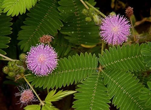 40+ Seeds Mimosa Shy Sensitive Plant Fast Growing - Flower Pink