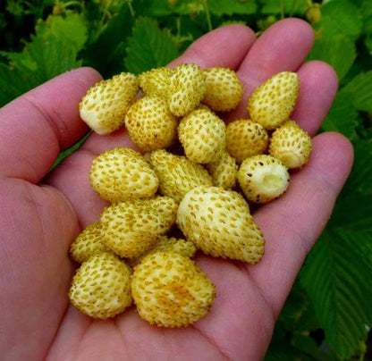 Seeds Alpine Strawberry Yellow Wonder Everbearing Climbing Heirloom Fruits for Planting Non GMO