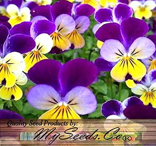 Big Pack - Johnny Jump Up Flower Seeds (20,000 Seeds) - Viola cornuta 'Helen Mount' - Edible Flower Seeds (Big Pack - Johnny Jump Up)