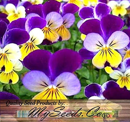 Big Pack - Johnny Jump Up Flower Seeds (20,000 Seeds) - Viola cornuta 'Helen Mount' - Edible Flower Seeds (Big Pack - Johnny Jump Up)