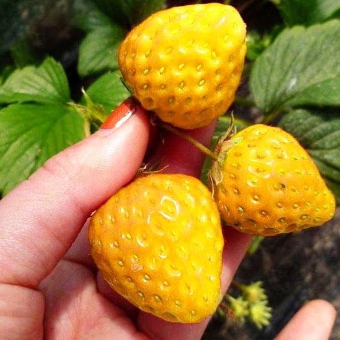 Seeds Alpine Strawberry Everbearing 'Yellow Wonder' Non GMO Heirloom