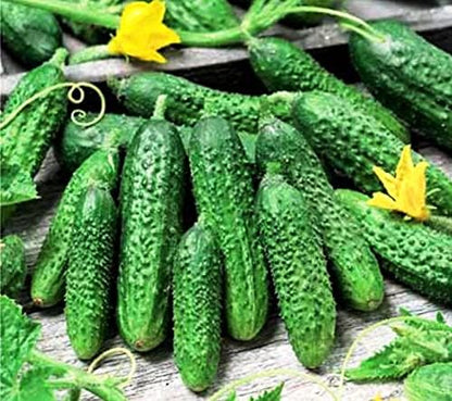 Seeds Cucumber Parisian Gherkin Open-Pollinated Pickling Non GMO Vegetable for Planting
