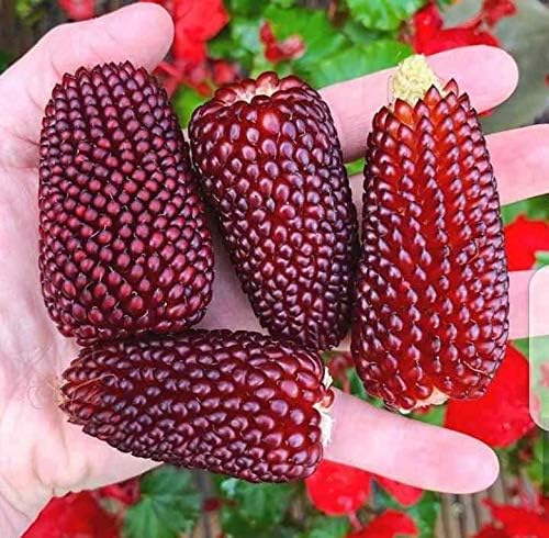 Seeds Vegetable Ornamental Corn Red - 10 Seeds