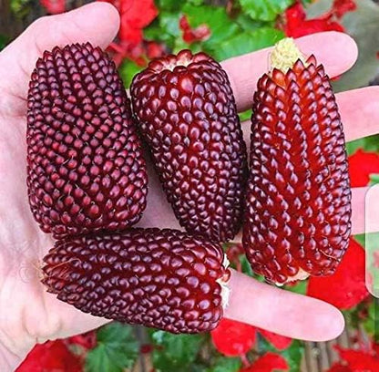 Seeds Vegetable Ornamental Corn Red - 10 Seeds
