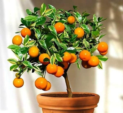 Gardenera's Expert Formulated Soil Mix for Tangerine Trees : The Ideal Growing Medium for Indoor Citrus Trees - 10 Quart