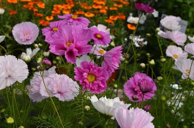 200+ Cupcakes and Saucers Mix Cosmos Seeds Flowers Garden Planting
