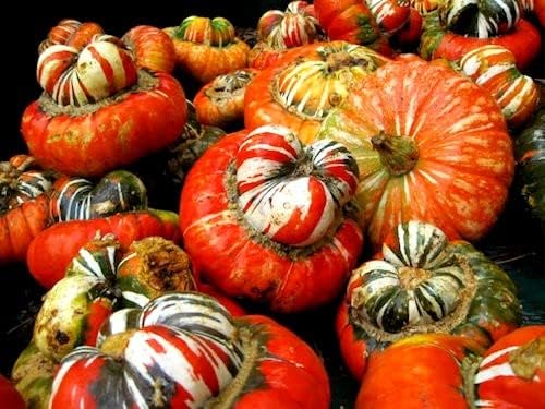 Pumpkin Turk’s Turban 10 Seeds Ornamental Decorative Turban Squash Mushroom Pumpkin Gourd Non-GMO