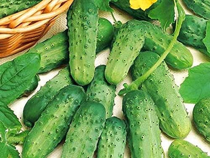 Seeds Vegetable Cucumber Parisian Gherkin Heirloom Without Bitterness for Pickling - 20 Seeds