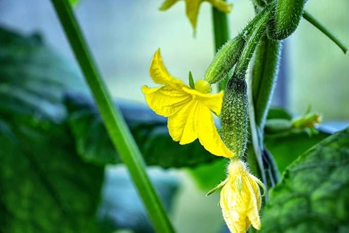Pack of 50 Zucchini Summer Squash Seeds, Zucchini Seeds for Planting Outdoors