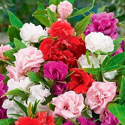 Seeds Garden Balsam Mix Annual Flowers for Planting