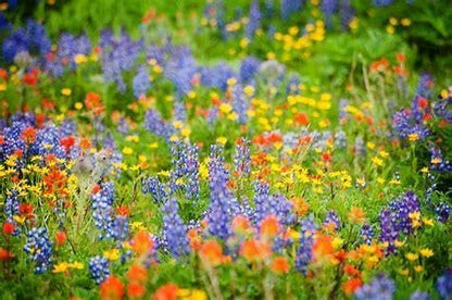 Created By Nature Oklahoma Wildflower Seed Mix, 17 Flower Varieties, 60,000 Seeds