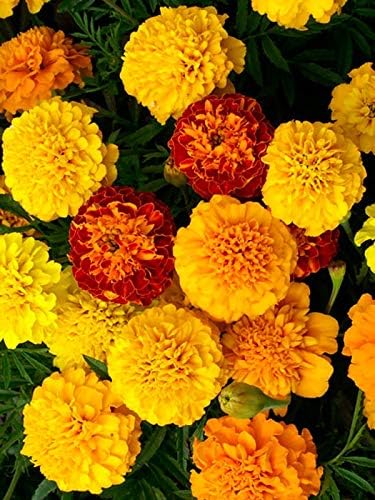Seeds Flowers Mexican Marigold Cool Mix Annual - 250 Seeds
