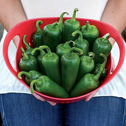 Park Seed Park's Whopper Jalapeño Pepper Seeds – Large, Spicy 2.6 oz Peppers, 2100–2500 Scovilles, High-Yielding and Disease Resistant, Great for Salsas, Pickling, and Grilling – Pack of 15 Seeds