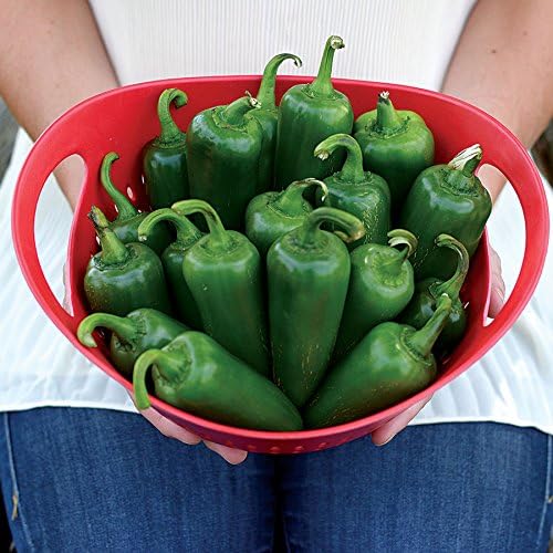 Park Seed Park's Whopper Jalapeño Pepper Seeds – Large, Spicy 2.6 oz Peppers, 2100–2500 Scovilles, High-Yielding and Disease Resistant, Great for Salsas, Pickling, and Grilling – Pack of 15 Seeds