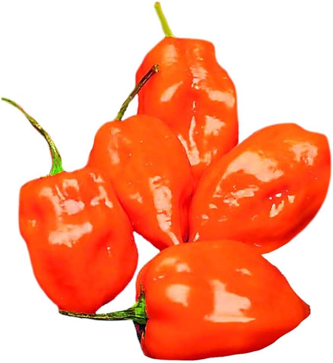 Park Seed Variety of Hot Chili Pepper Plant Seeds, Easy to Grow, Perfect for Spring Garden, Habanero Chili, Pack of 25