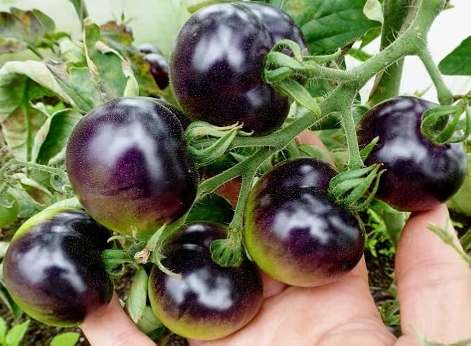 Seeds Indigo Rose Cherry Tomato/Indeterminate Type/Non GMO/Heirloom