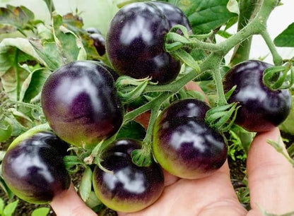 Seeds Indigo Rose Cherry Tomato/Indeterminate Type/Non GMO/Heirloom