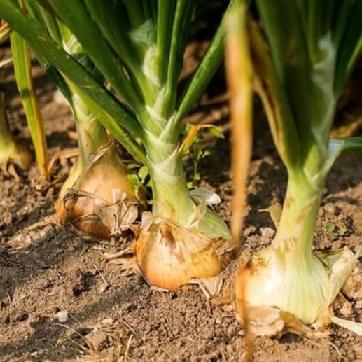 TomorrowSeeds - 3 Colors Mix Onion Sets (Bulbs) Seeds - 25+ Count - for 2026 Planting Yellow, Red, White Gardening Excellent Storage Noon Intermediate Intermediate Day Neutral Onions Grow Your Own