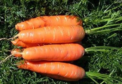 Seeds Vegetable Carrot Red Giant - 1000 Seeds