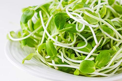 Nature Jims Organic Sunflower Seeds for Sprouting – Non-GMO, Premium Sunflower Microgreen Seeds – Nutritious, Fast Growing Sprouts & Easy to Plant – Ideal for Fresh Salads, Soups, & Smoothies – 8 Oz