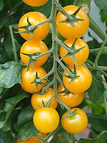 Seeds Golden Cherry Tomato Indeterminate Non GMO Vegetable for Planting