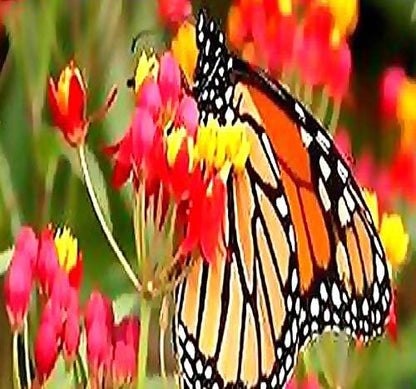 Big Pack - (1,000) Sunset Flower Milkweed Seeds, Asclepias Curassavica (Big Pack Tropical Sunset Milkweed)