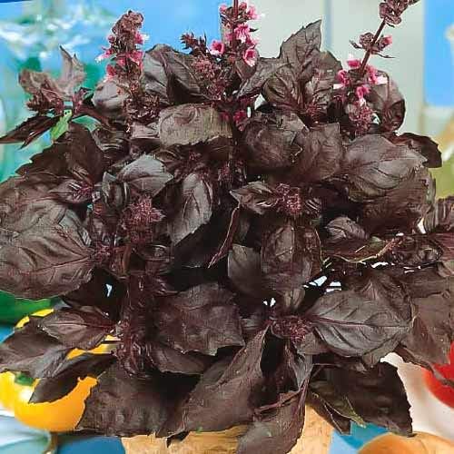 Seeds Basil Purple Leaf Opal Indoor Vegetable for Planting Heirloom Non GMO - 500 Seeds