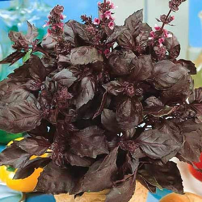 Seeds Basil Purple Leaf Opal Indoor Vegetable for Planting Heirloom Non GMO - 500 Seeds