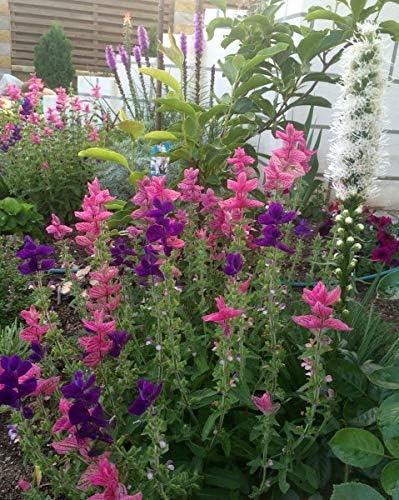Seeds Flowers Clary Tricolor Mix Annual - 100 Seeds
