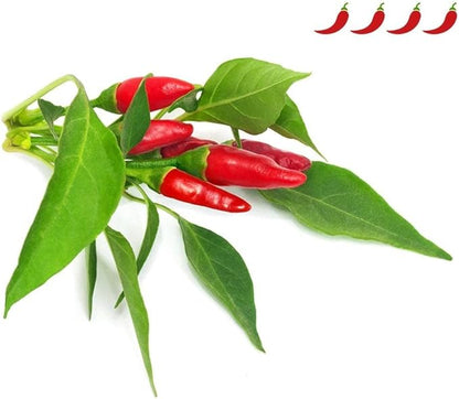 Click and Grow Smart Garden Piri Piri Chili Plant Pods, 3-Pack