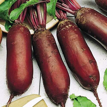 Seeds Beet Long Beetroot Dark Rival Red Non GMO Vegetable for Planting