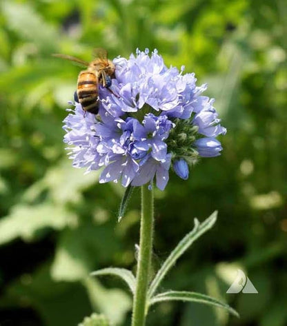 Globe Gilia Seeds, Gilia capitata, Pack of 5000 Seeds by Seeds2Go