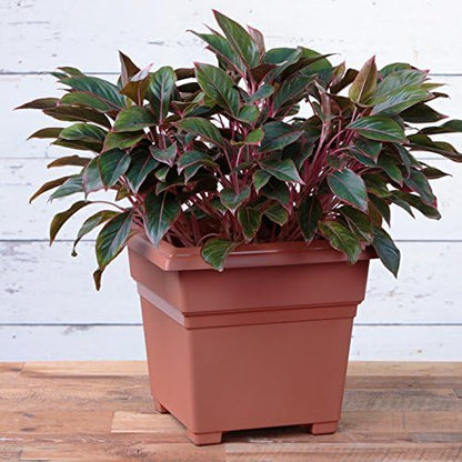 Root & Vessel Countryside Square Planter, Terra Cotta, 18-Inch