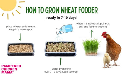 Non-GMO Fodder Seeds for Chickens (3 pounds), Pasture Grass Seed, Wheat Grass Seeds for Growing, Wheat Seeds for Fodder | Pampered Chicken Mama