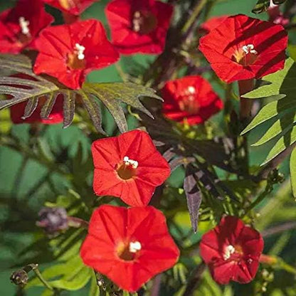 Outsidepride Climber Vine Seeds - 1000 Pcs. Annual, Versatile, Hardy & Low Maintenance, Flower Seeds for Planting Vibrant Red Trumpet-Shaped Blooms, Great for Landscaping & Pollinator Gardens