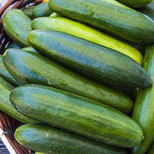 Park Seed Variety of Cucumber Seeds, Planting Cucumbers, Vegetable Seeds, Easy to Grow, Non-GMO, Perfect for Harvesting, Sir Crunch a Lot Hybrid, Pack of 15