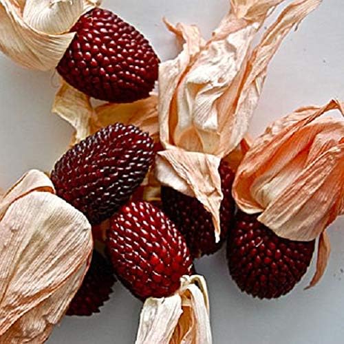 Seeds Vegetable Ornamental Corn Red - 10 Seeds