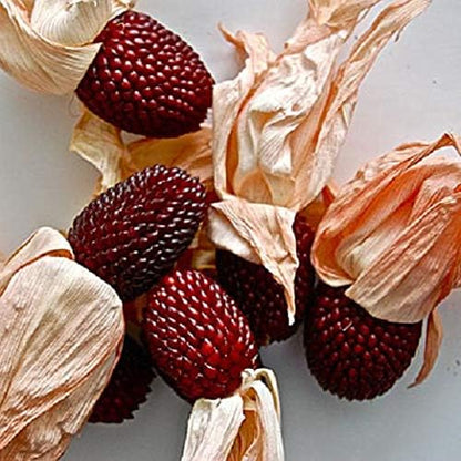 Seeds Vegetable Ornamental Corn Red - 10 Seeds