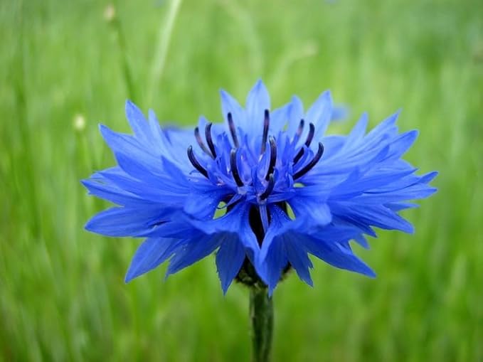 Seeds Blue Cornflower 200+ Seeds for Planting Bachelor’s Buttons Annual Flower Non-GMO