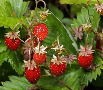 250+ Wild Strawberry Seeds Fragaria Vesca Fresh Fruits Garden Planting