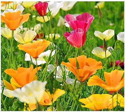 California Splendid Mix of California Poppy Seeds - Approximately 6,000 Seeds - Non GMO