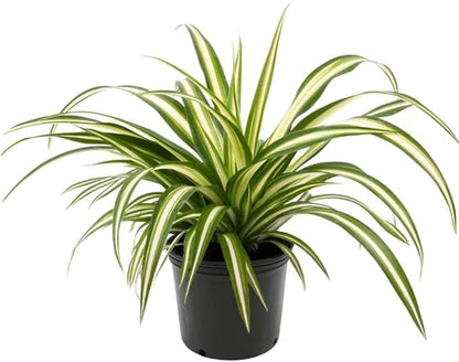 GARDENERA Premium Spider Plant Potting Soil Mix - (5 Quart Bag)