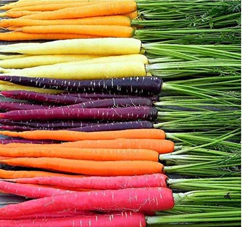 Big Pack - (3,500+) Rainbow Mix Carrot Seeds - Atomic Red, Bambino Orange, Cosmic Purple, Lunar White and Solar Yellow Seeds (Big Pack - Carrot Rainbow Mix)