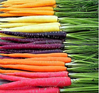 Big Pack - (3,500+) Rainbow Mix Carrot Seeds - Atomic Red, Bambino Orange, Cosmic Purple, Lunar White and Solar Yellow Seeds (Big Pack - Carrot Rainbow Mix)