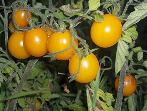 Seeds Golden Cherry Tomato Indeterminate Non GMO Vegetable for Planting